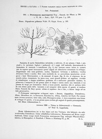 Protomyces macrosporus image